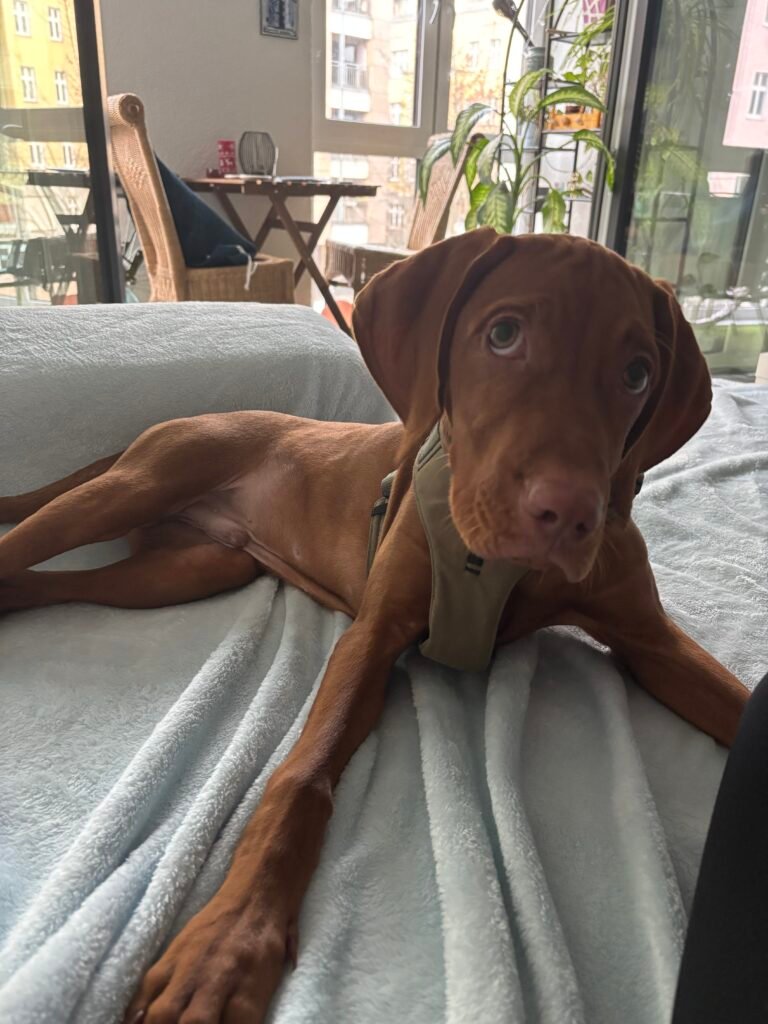 cachorro-vizsla-lior