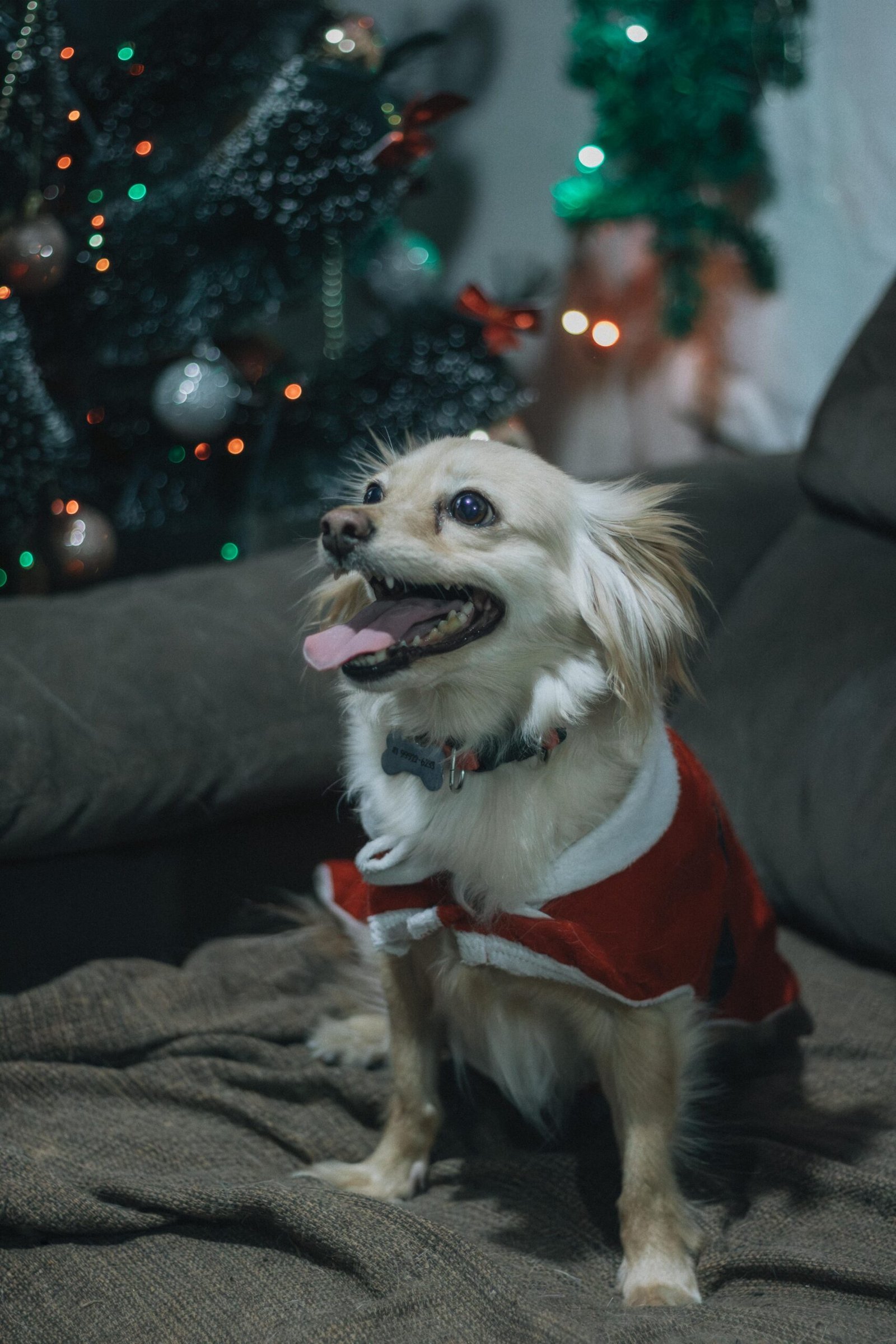 Perro con disfraz navideño de Santa Claus