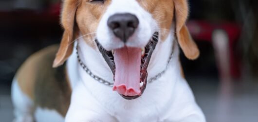 ¿Por Qué Bosteza Tu Perro? (No siempre es sueño)